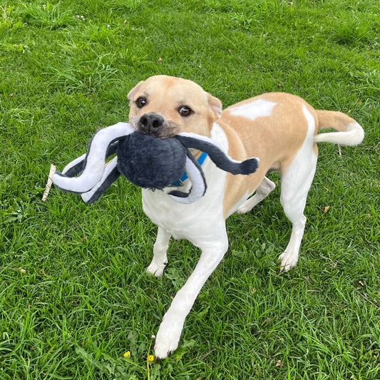 Peluche Pulpo