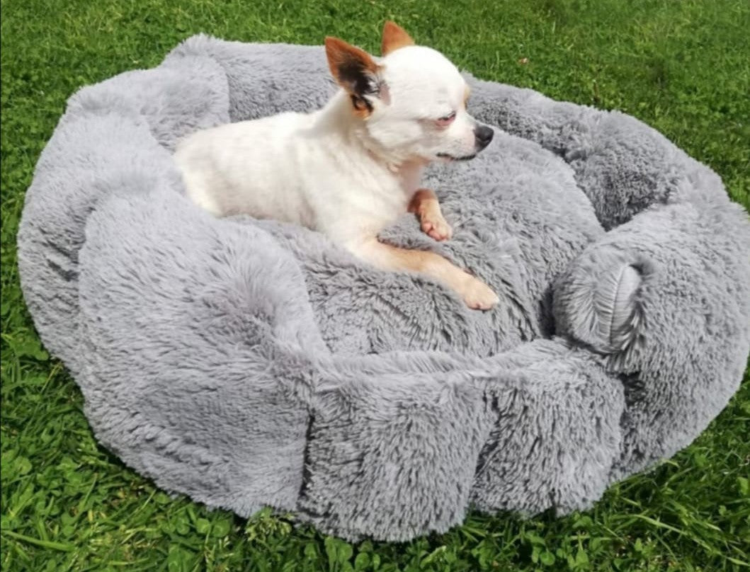 Chihuahua en cama flor gris